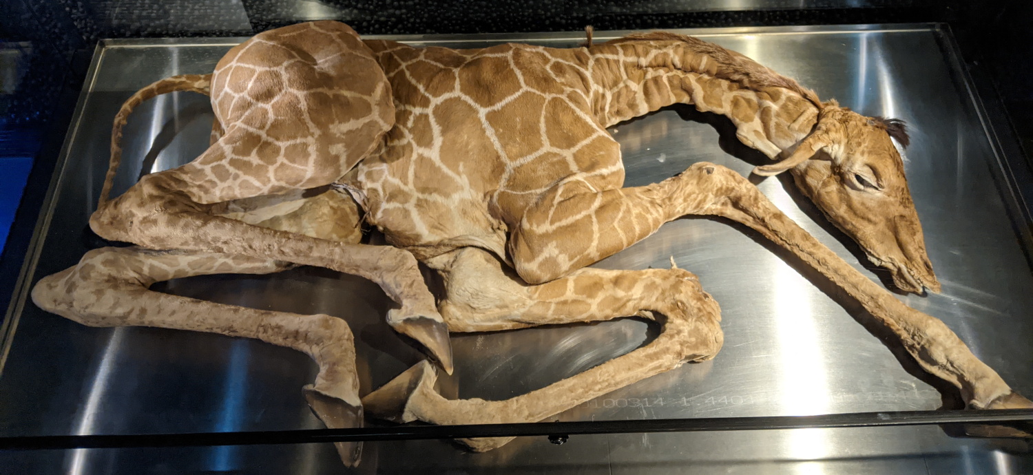 A dead baby giraffe