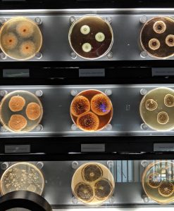 Rows of bacterial samples growing on petri dishes