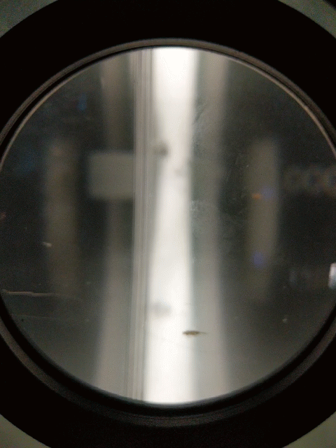 Mosquito lavae through a magnifier